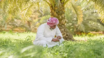 مزارع سعودي يبتكر أول شوكولاتة عالمية من 23 مليون شجرة زيتون